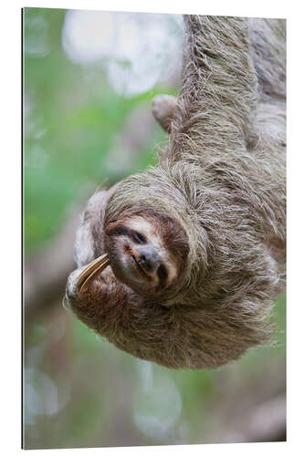 Galleritryk Funny brown-throated sloth