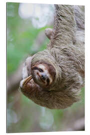 Gallery print Funny brown-throated sloth