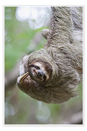 Wall print  Funny brown-throated sloth - Jim Goldstein