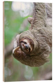 Trätavla Funny brown-throated sloth