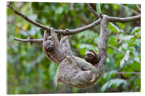 Acrylglas print Brown-throated sloth with baby