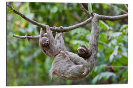 Aluminium print Brown-throated sloth with baby