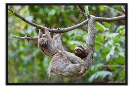 Gerahmter Kunstdruck Braunkehl-Faultier mit Baby