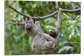 Galleritryk Brown-throated sloth with baby