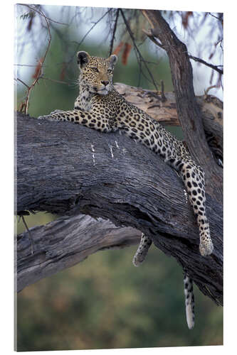 Acrylic print Leopard is resting on tree