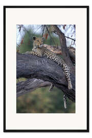 Gerahmter Kunstdruck Leopard ruht auf Baum