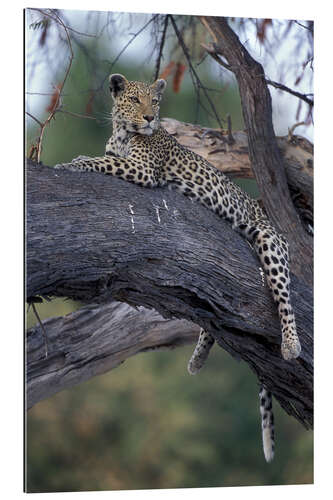 Galleritryck Leopard is resting on tree