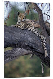 Gallery print Leopard is resting on tree