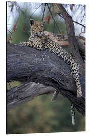Magnettafel Leopard ruht auf Baum