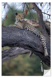 Sisustustarra Leopard is resting on tree