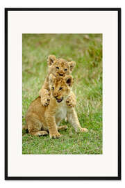Gerahmter Kunstdruck Spielende Löwenkinder