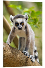 Aluminium print Baby Ring-tailed lemur