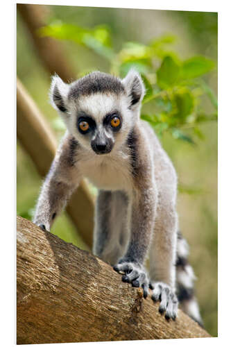 Foam board print Baby Ring-tailed lemur