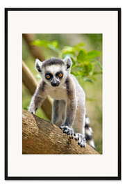Gerahmter Kunstdruck Baby Katta