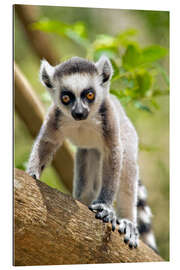 Gallery print Baby Ring-tailed lemur