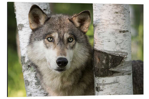 Aluminiumsbilde Gray wolf between birches