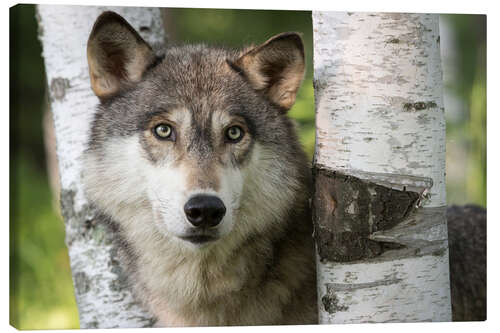 Canvas print Gray wolf between birches