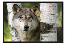 Gerahmter Kunstdruck Grauer Wolf zwischen Birken