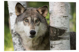 Foam board print Gray wolf between birches