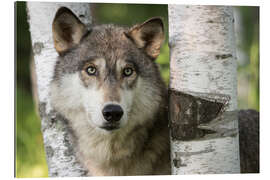 Galleriprint Gray wolf between birches