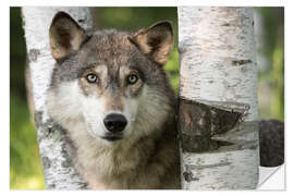 Naklejka na ścianę Gray wolf between birches