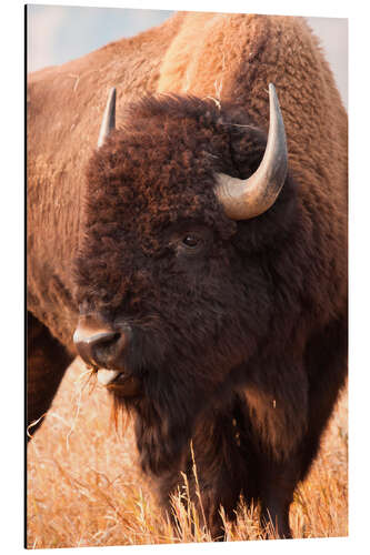 Aluminium print Bison grazing