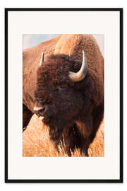 Gerahmter Kunstdruck Bison beim Weiden