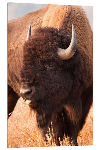 Galleriataulu Bison grazing