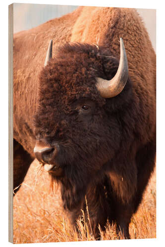 Wood print Bison grazing