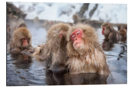 Aluminiumsbilde Japanese Snow Monkeys in Nagano