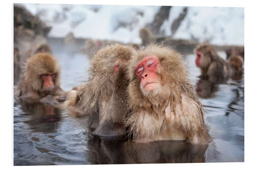 PVC-tavla Japanese Snow Monkeys in Nagano