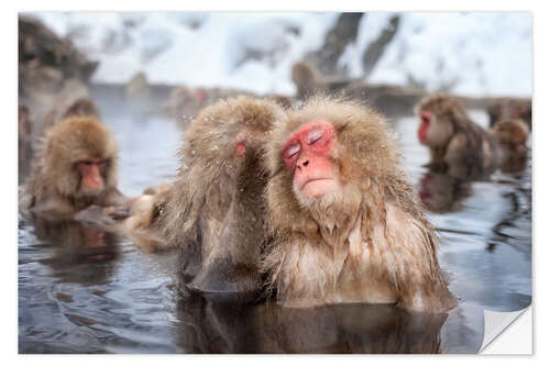 Selvklebende plakat Japanese Snow Monkeys in Nagano