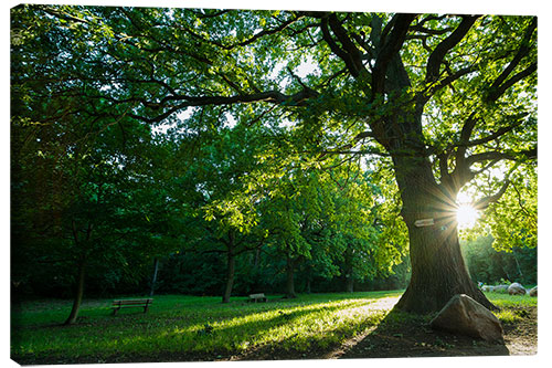 Canvas print Sunrise in the Park