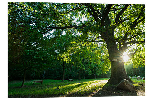 Tableau en PVC Soleil du matin sur le parc