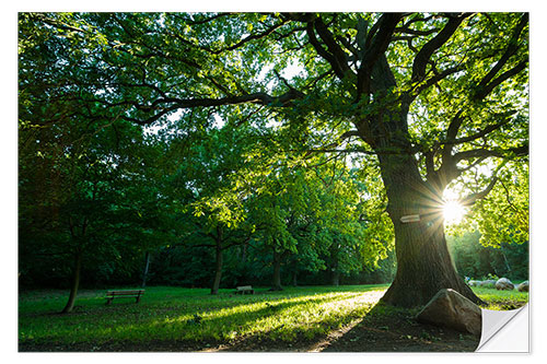 Sticker mural Soleil du matin sur le parc