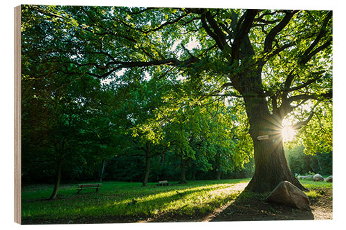 Quadro de madeira Sunrise in the Park