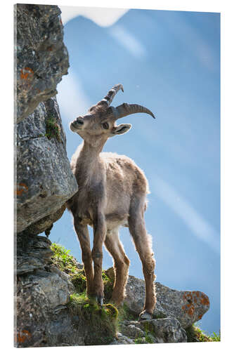 Acrylic print Young alpine ibex