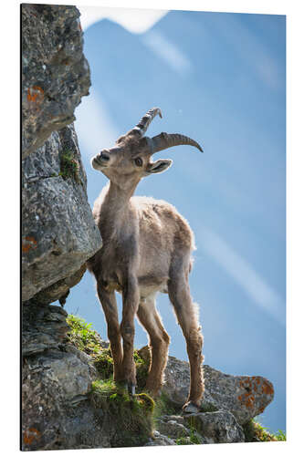 Aluminium print Young alpine ibex