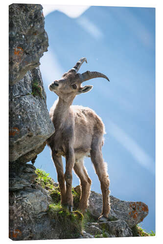 Canvas print Young alpine ibex