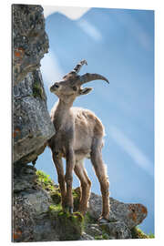 Galleritryk Young alpine ibex