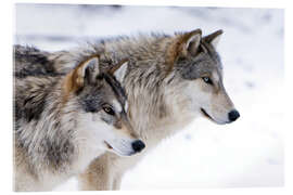 Akrylglastavla  Two Timber Wolves in the snow - Louise Murray