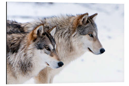 Aluminium print Two Wolves in the snow