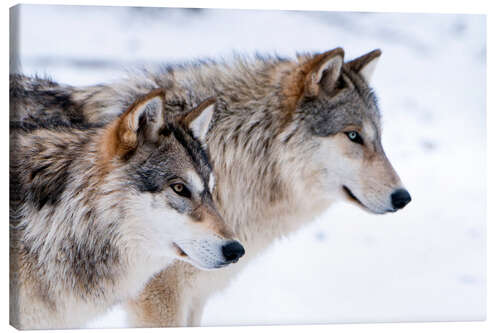 Lienzo Dos lobos en la nieve