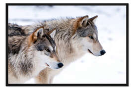 Gerahmter Kunstdruck Zwei Timber-Wölfe im Schnee