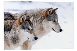 Foam board print Two Wolves in the snow