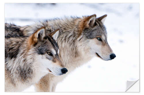 Naklejka na ścianę Two Wolves in the snow