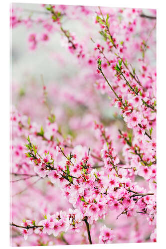 Obraz na szkle akrylowym Spring Cherry Blossom Festival