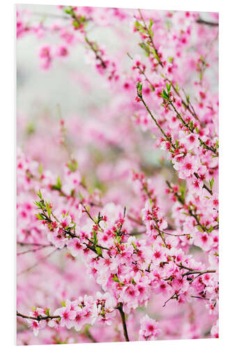 Foam board print Spring Cherry Blossom Festival