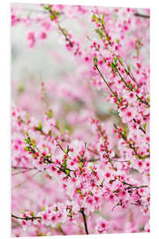 Foam board print Spring Cherry Blossom Festival