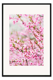 Gerahmter Kunstdruck Frühlingskirschblütenfest